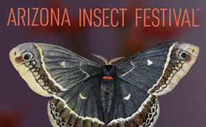 Image: 14th Annual Arizona Insect Festival