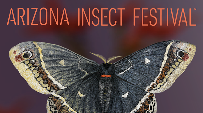 Image: 14th Annual Arizona Insect Festival