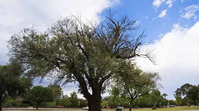 Image: A Blog Post That Jumped Out Of A Tree