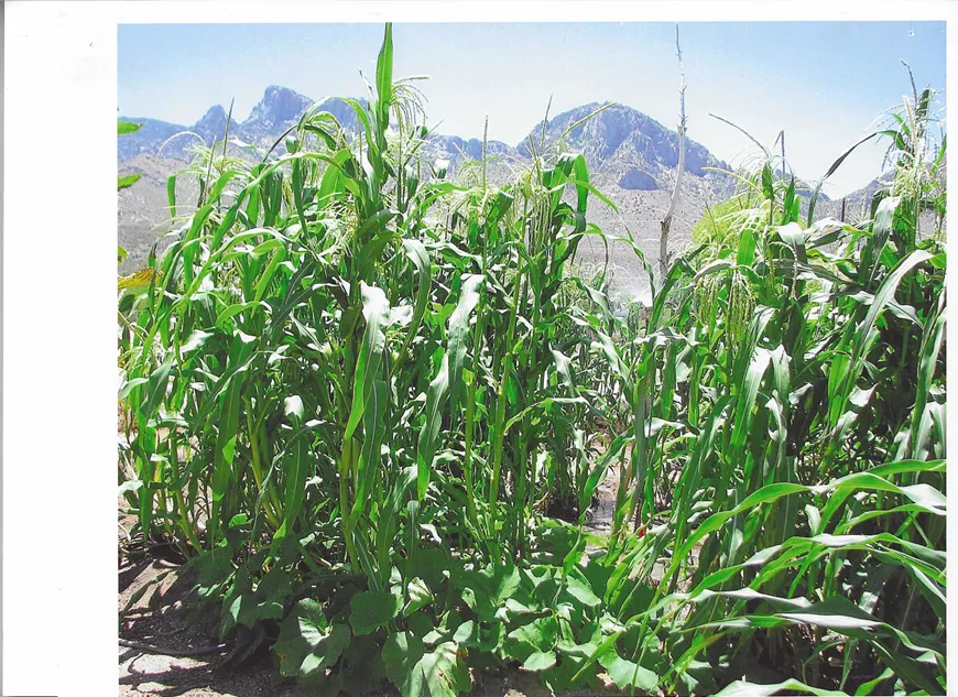 Corn in the Heritage Garden with view of Pusch Ridge