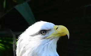 Image: America's Semiquincentennial