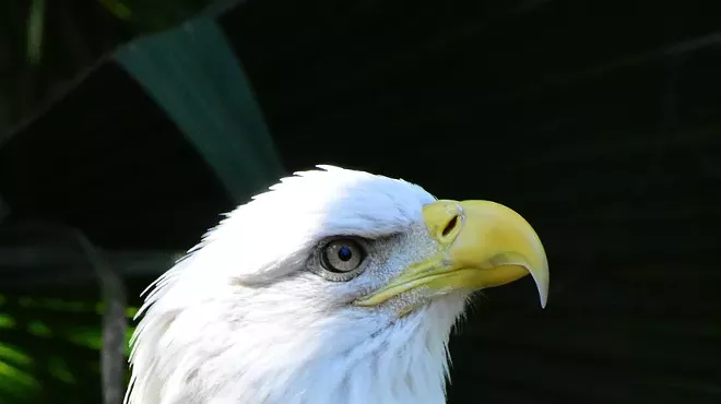 Image: America's Semiquincentennial