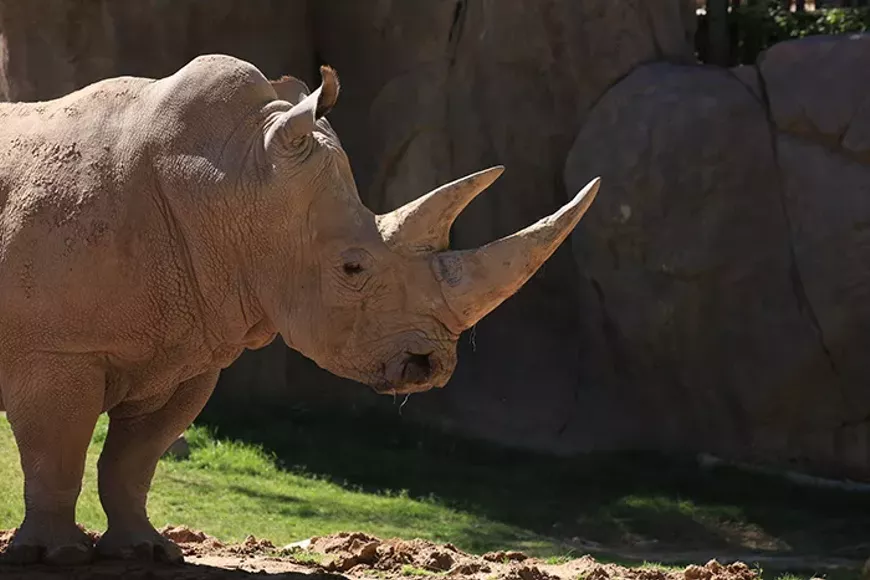 rhino_fireball_profile_may_272.webp