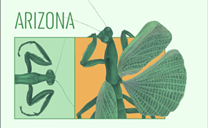 Image: Arizona Insect Festival 2025