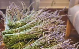 Image: Awash in Color: Lavender Farm is blooming fantastic
