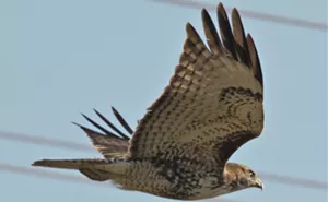 Image: Birds of Mission Garden