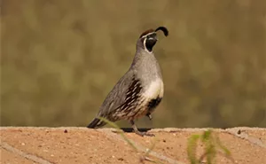 Image: Birds of Mission Garden
