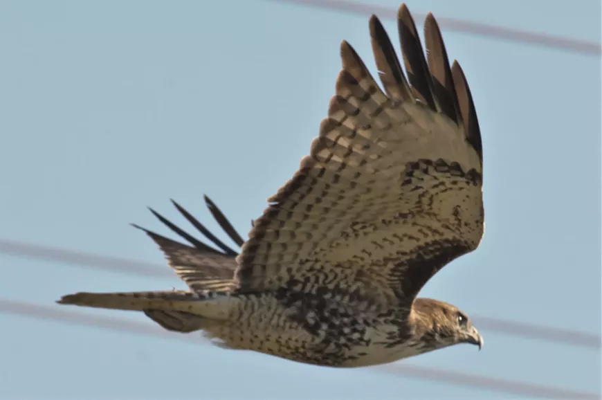 Red tailed hawk