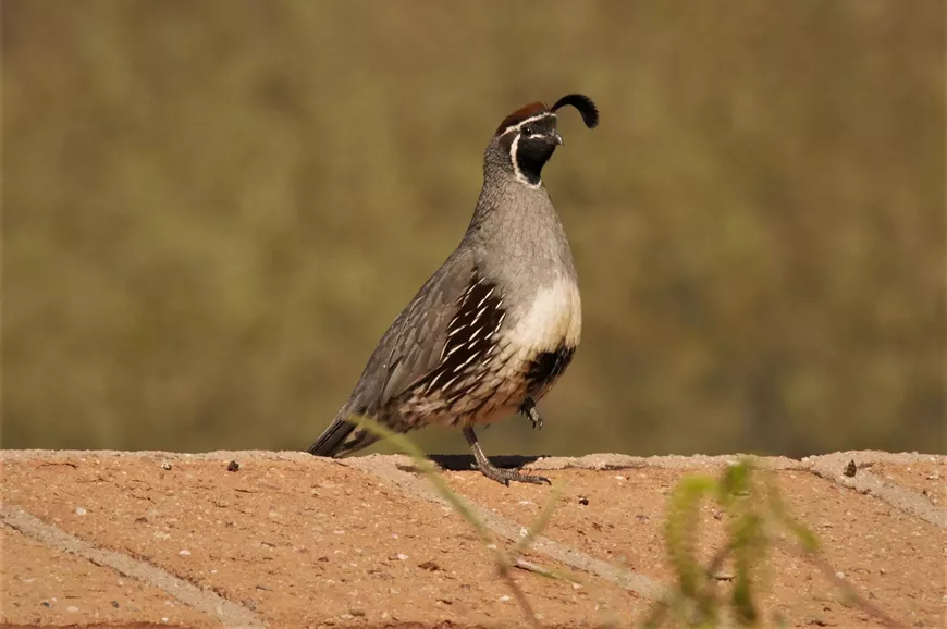 gambel_s_quail__mission_garden__kendall_kroesen___2___2_.webp