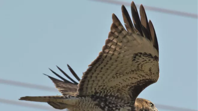 Image: Birds of Mission Garden