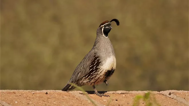 Image: Birds of Mission Garden