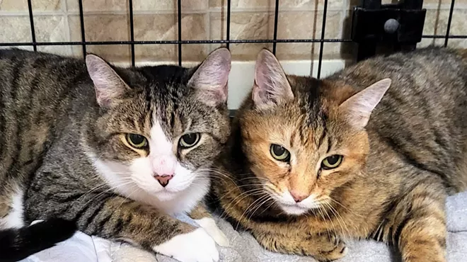 Image: Celebrate PAWSitively CATS No Kill Shelter's 16th Anniversary!