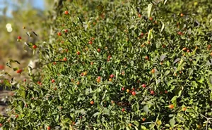 Image: Celebrate the Winter Solstice at Mission Garden