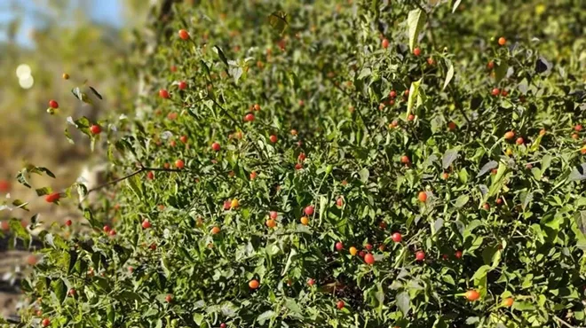 Image: Celebrate the Winter Solstice at Mission Garden