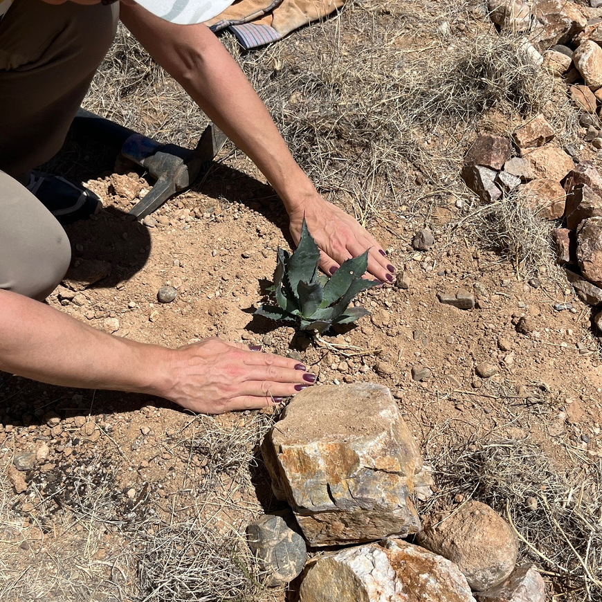 A Palmer's agave being gently planted at the wildlife underpass on Oracle Road.