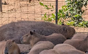 Image: Family Day at Ghost Ranch Exotics: Public Capybara & Exotic Animal Tour