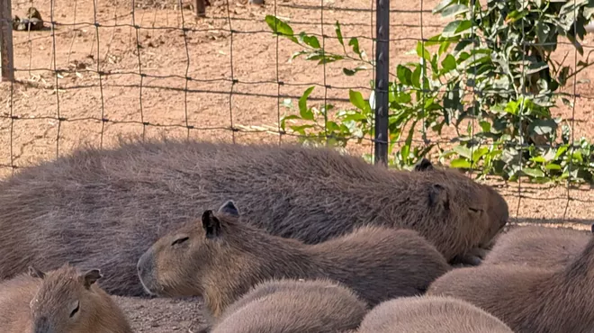 Image: Family Day at Ghost Ranch Exotics: Public Capybara & Exotic Animal Tour