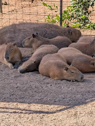 Image: Family Day at Ghost Ranch Exotics: Public Capybara & Exotic Animal Tour