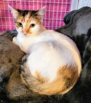 Image: Fine Wines for Felines Benefit for PAWSitively CATS No Kill Shelter