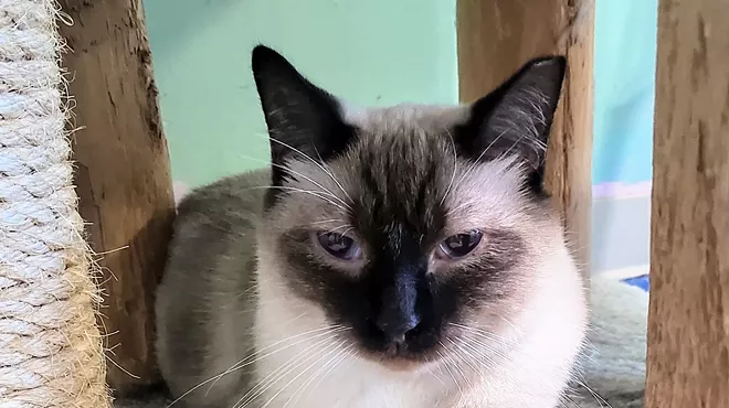 Image: Fine Wines for Felines