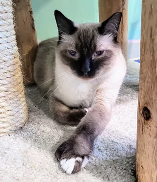 Image: Fine Wines for Felines