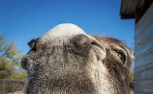 Image: First Annual Donkey Fundraiser for Forever Home Donkey Rescue & Sanctuary