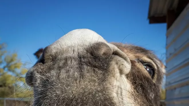 Image: First Annual Donkey Fundraiser for Forever Home Donkey Rescue & Sanctuary
