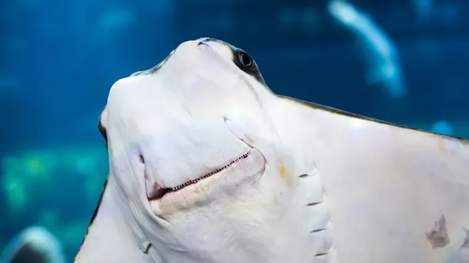 Image: Get Your Hands on a Stingray at the Desert Museum