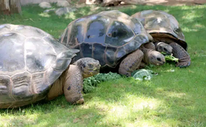 Image: Giant Tortoise Behind-the-Scenes Experience