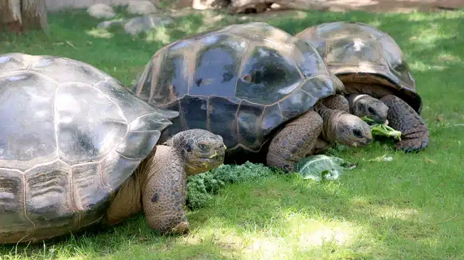 Image: Giant Tortoise Behind-the-Scenes Experience