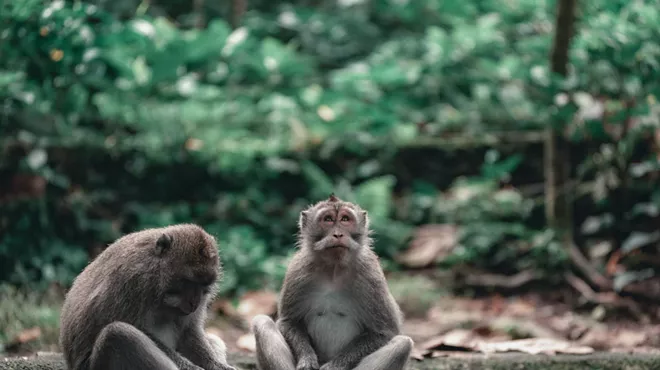 Image: Innovations in Wildlife Observation: New Horizons for Nature Enthusiasts