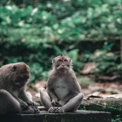 Image: Innovations in Wildlife Observation: New Horizons for Nature Enthusiasts