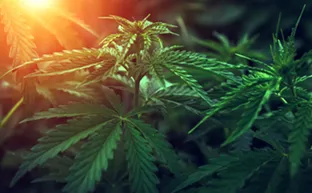 Image: Maryland sets precedent for cannabis pardons