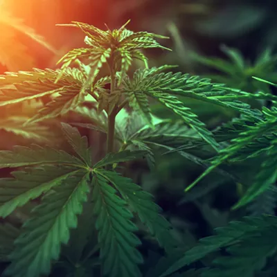 Image: Maryland sets precedent for cannabis pardons