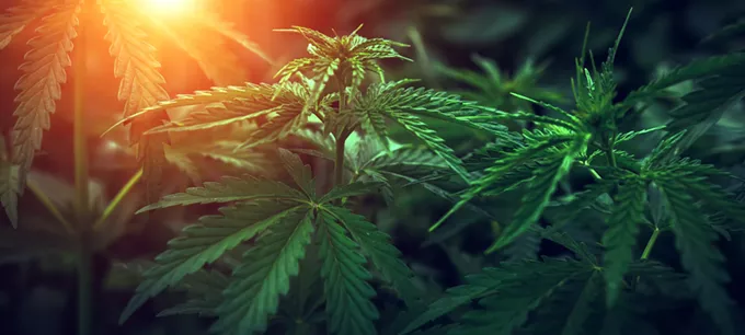 Maryland sets precedent for cannabis pardons