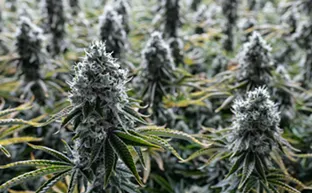 Image: Elevate Your Experience: How terpenes enhance your favorite strains