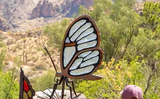 Image: Flutter of Activity: Arboretum adjusts hours, admission so patrons can enjoy butterfly season