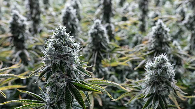 Image: Elevate Your Experience: How terpenes enhance your favorite strains
