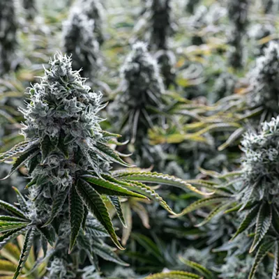 Image: Elevate Your Experience: How terpenes enhance your favorite strains