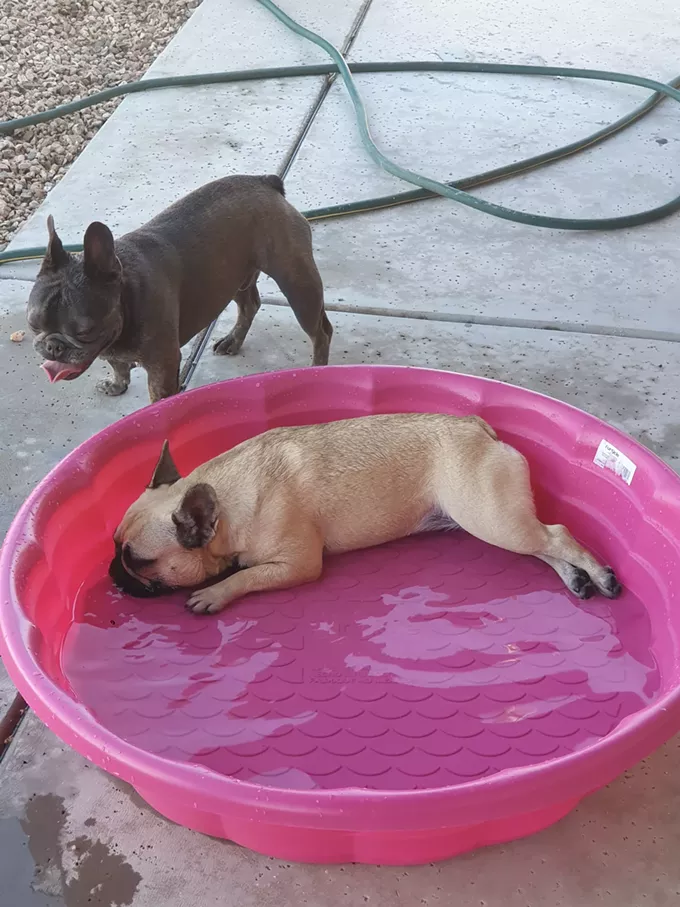Deep Dives And Dogs: Trading old food for new kibbles | Currents Feature