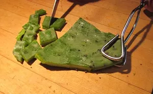 Image: Nopalitos Workshop