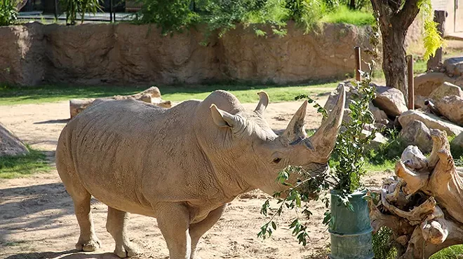 Image: Rhino Behind the Scenes Experiences