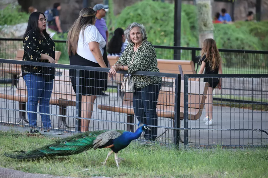 guests_senior_with_peacock.webp