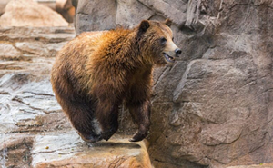 Image: Specialty Behind-the-Scenes Experience &ndash; Grizzly