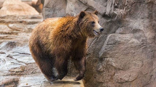 Image: Specialty Behind-the-Scenes Experience &ndash; Grizzly