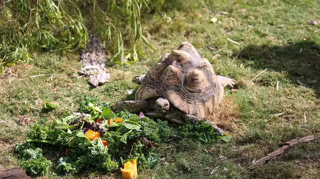 Image: Summer Safari Night 2026