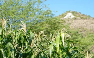 Image: Tasting History: Corn