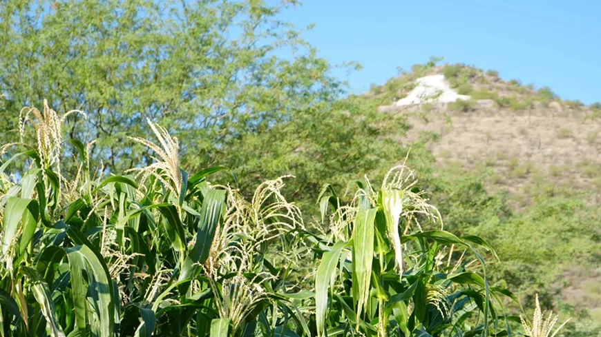 north_field_chapalote_corn_a_mountain_aug_21_2015__dena_.webp