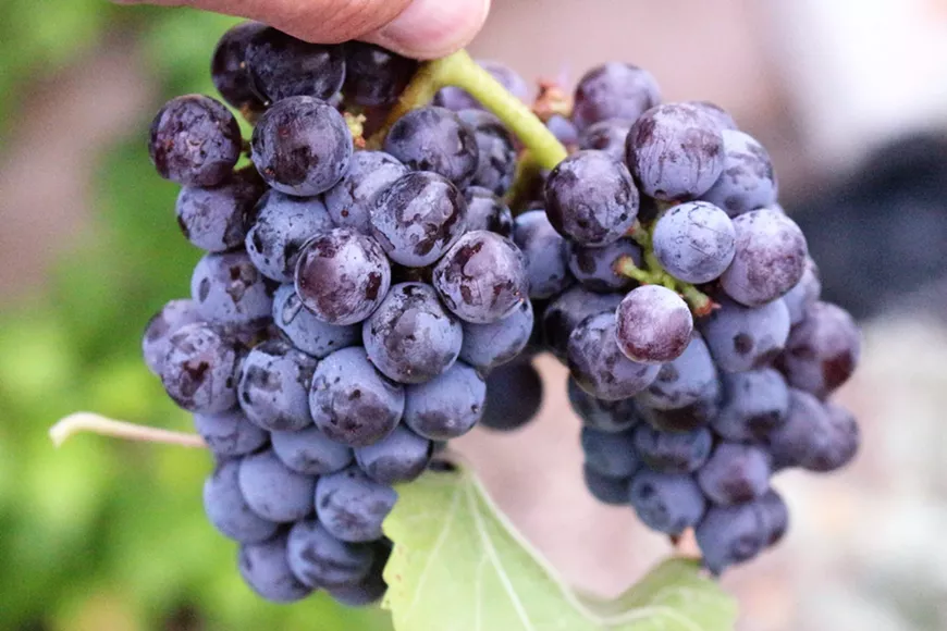 san_borja_grapes_kendall_kroesen__1_.webp