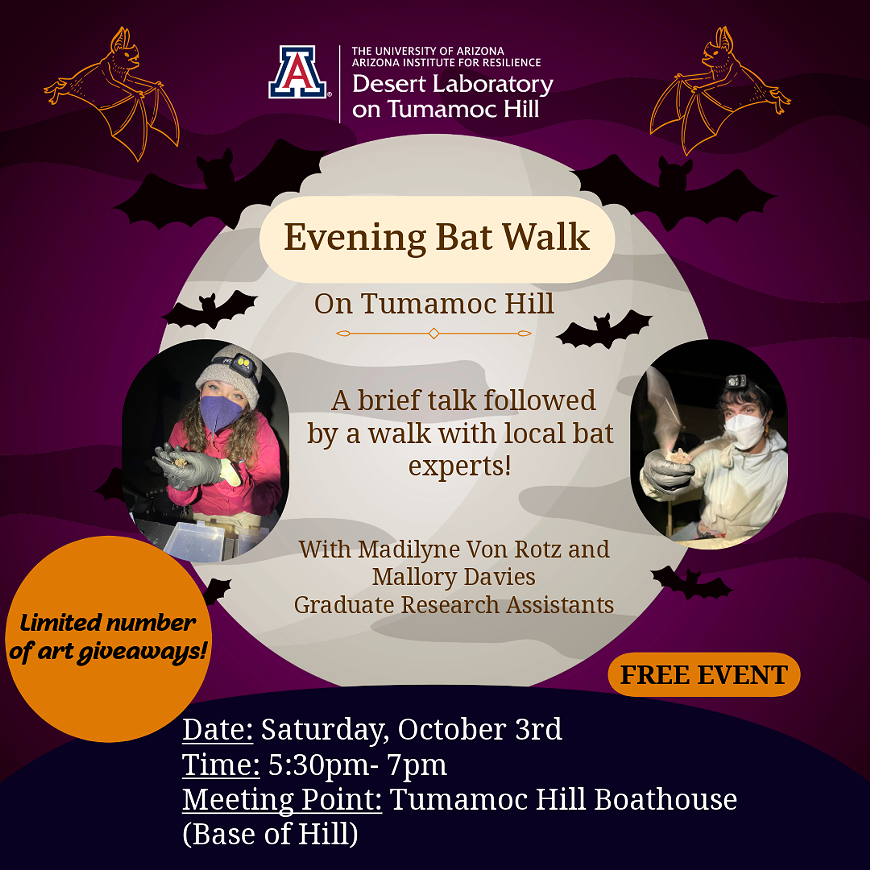 Evening Bat Walk